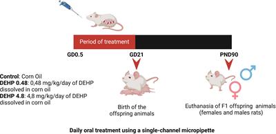 Intrauterine exposure to di(2-ethylhexyl) phthalate (DEHP) disrupts the function of the hypothalamus-pituitary-thyroid axis of the F1 rats during adult life